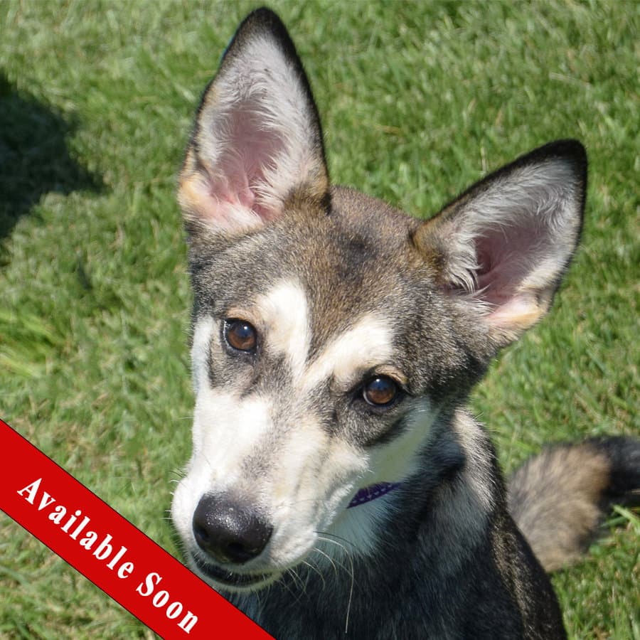 Shell - Husky