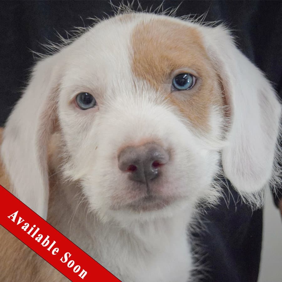 Justice - English Setter