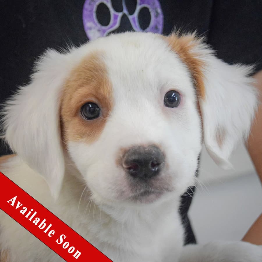 Liberty - English Setter