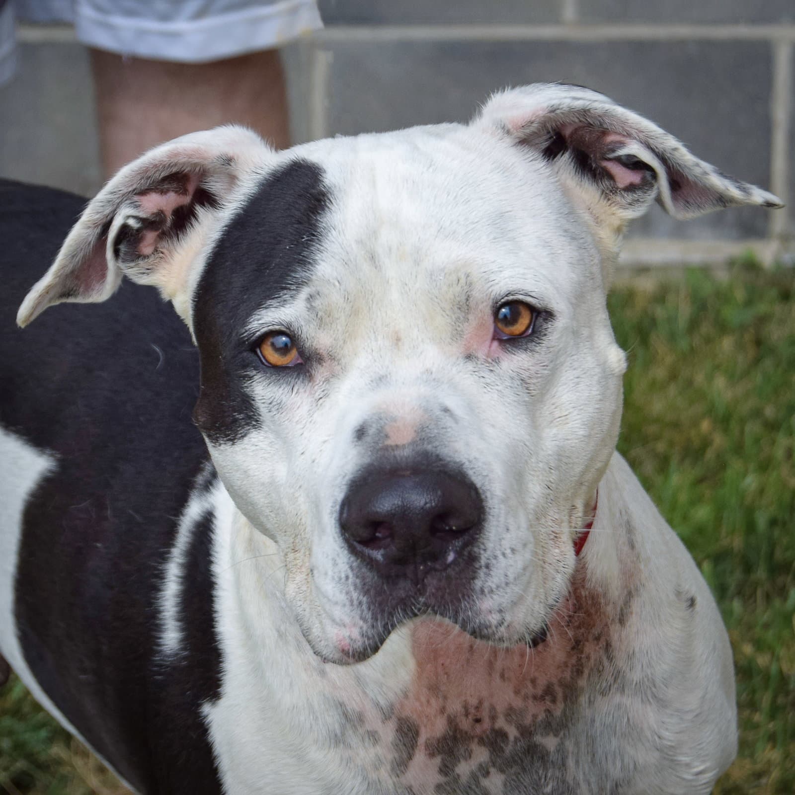 Cade - American Staffordshire Terrier