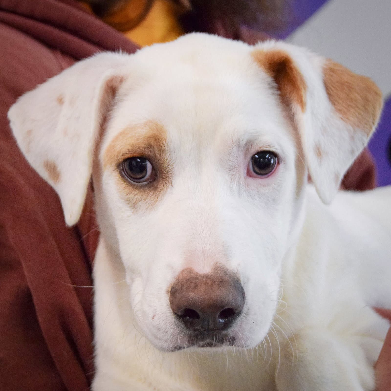 Clyde - Yellow Labrador Retriever