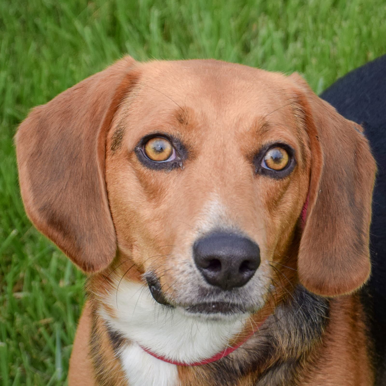 Copper - Beagle