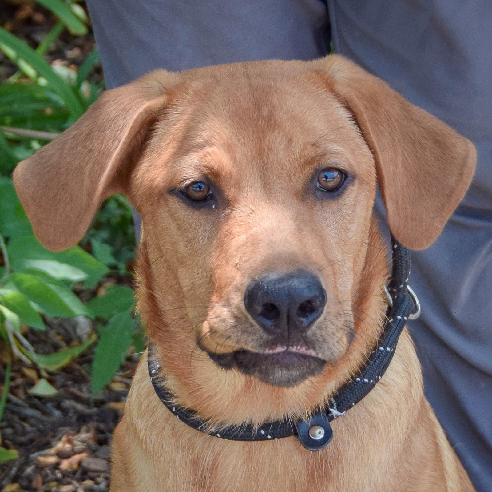 Jazz - Golden Retriever