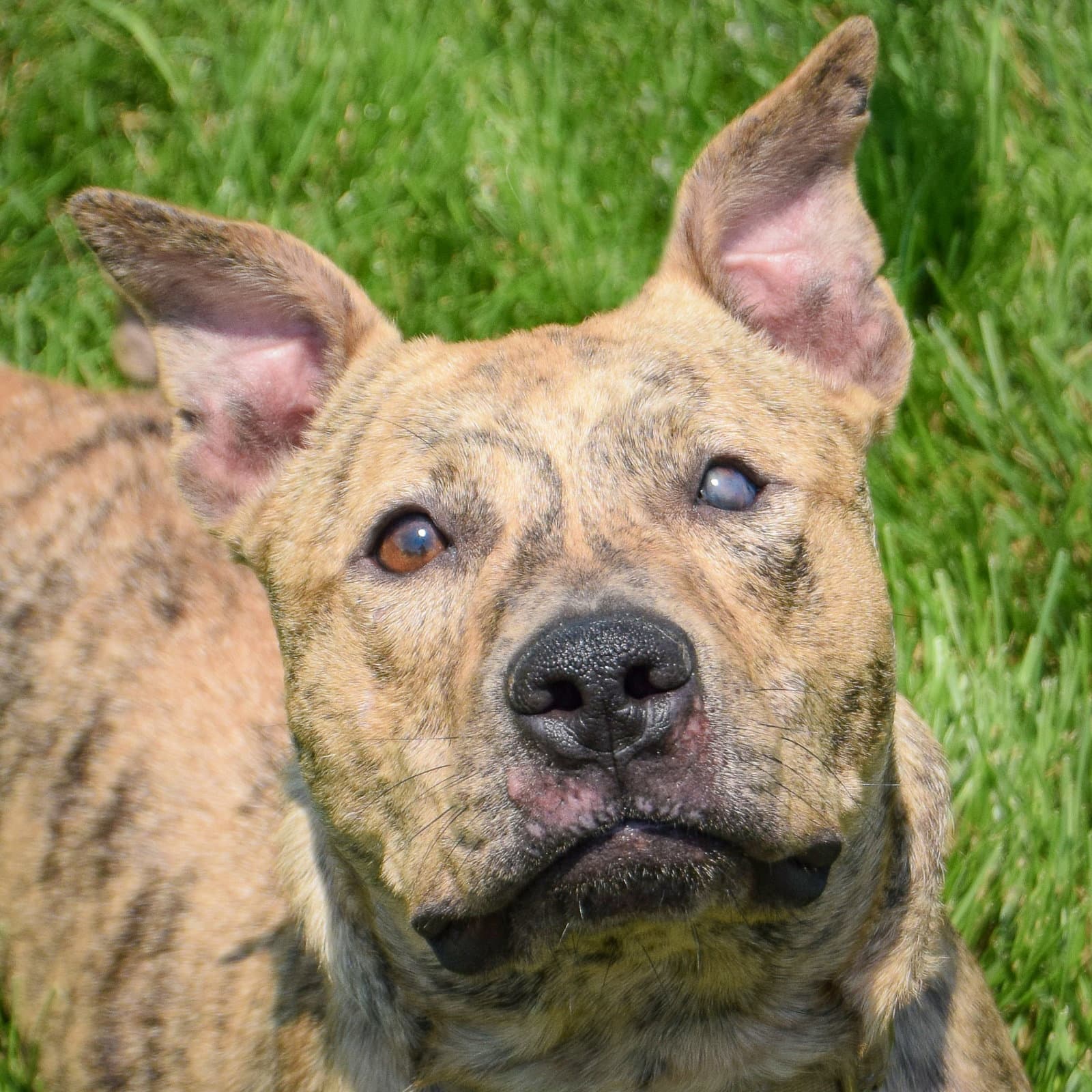 Joey - Bull Terrier