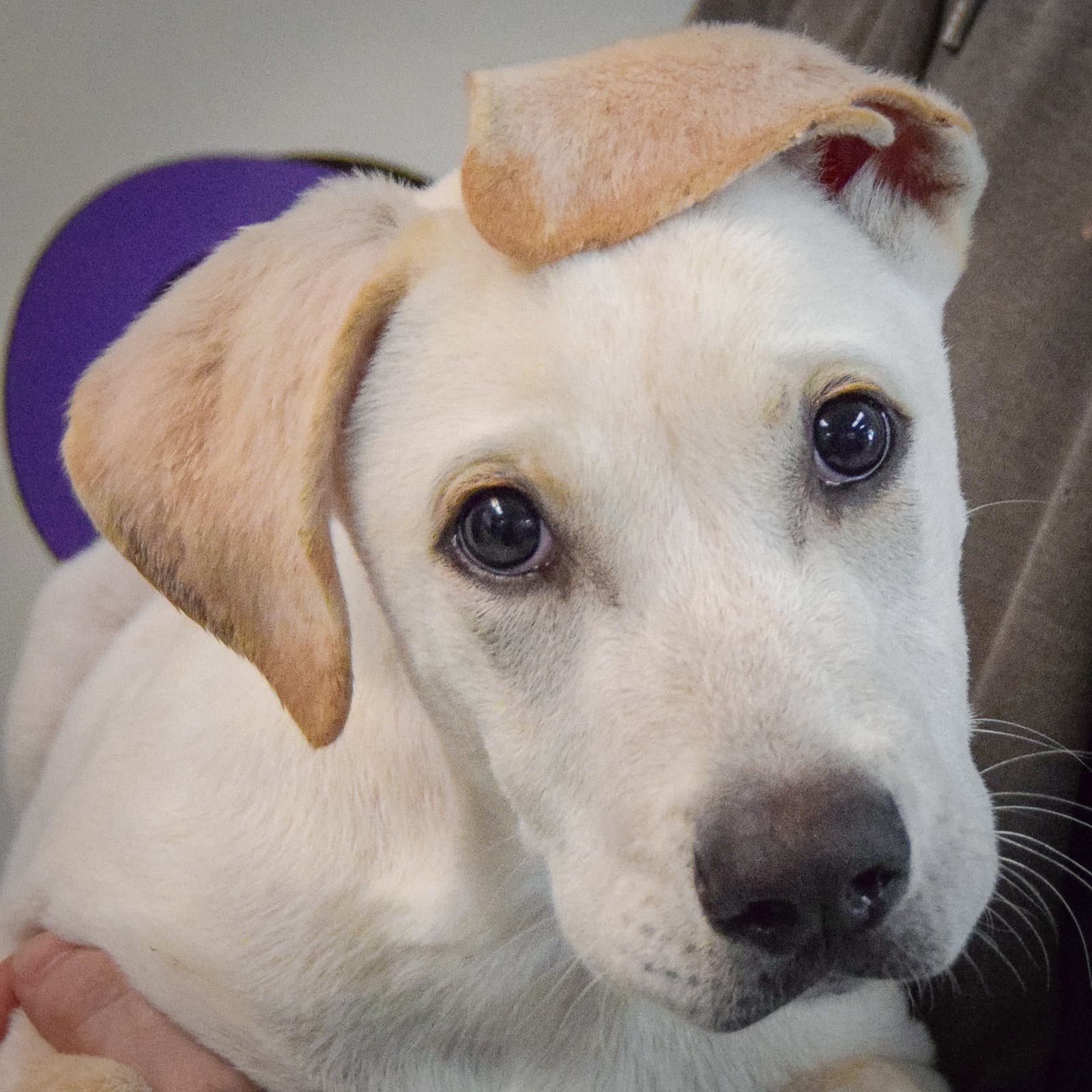 Marshmallow - Yellow Labrador Retriever
