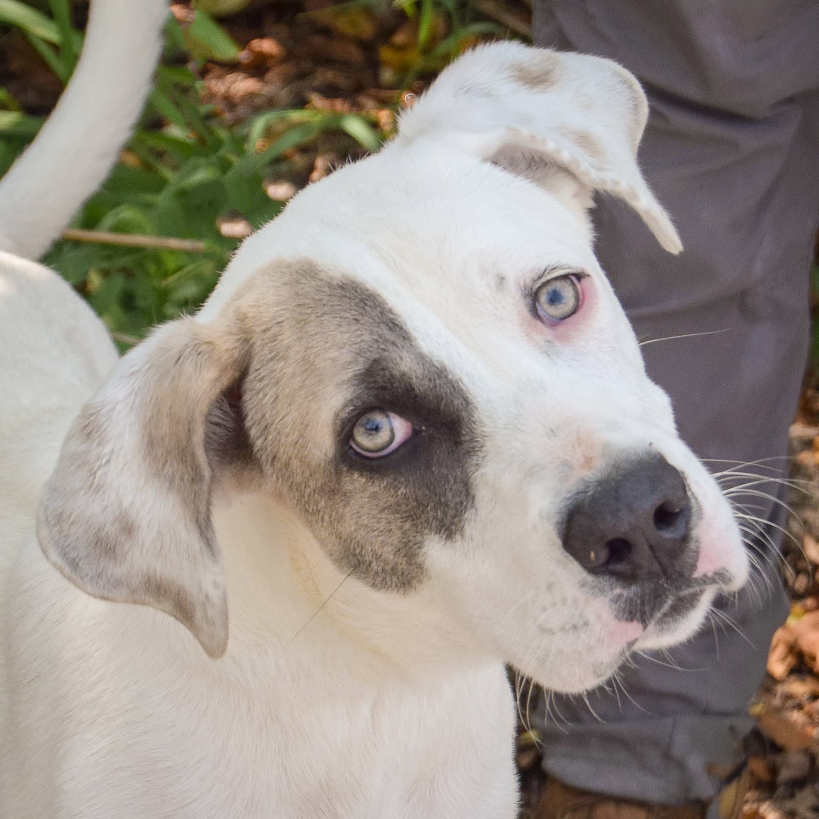 Wiggles - Labrador Retriever