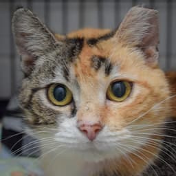 Callie image 1