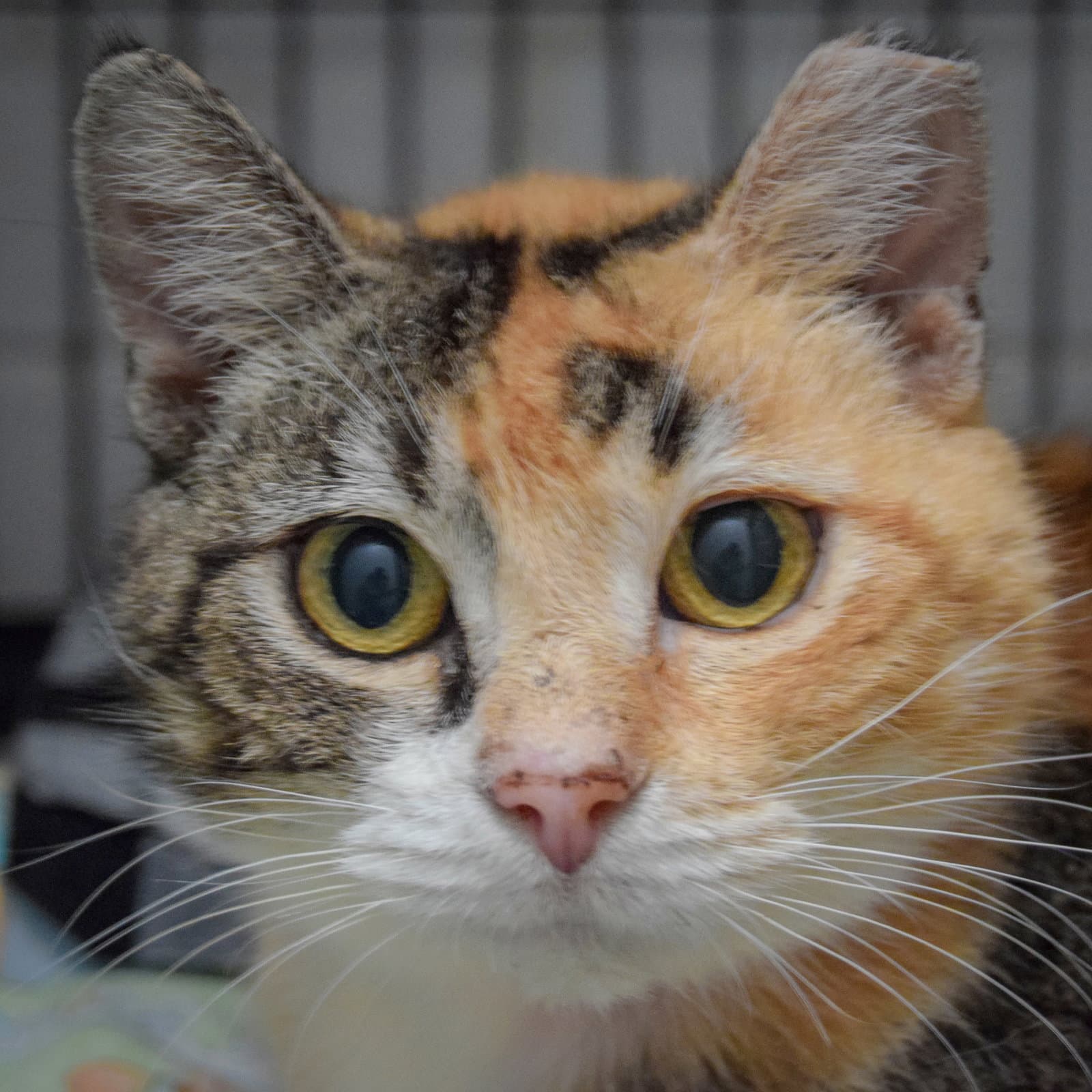 Callie - Torbie
