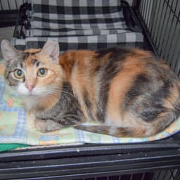 Callie image 2