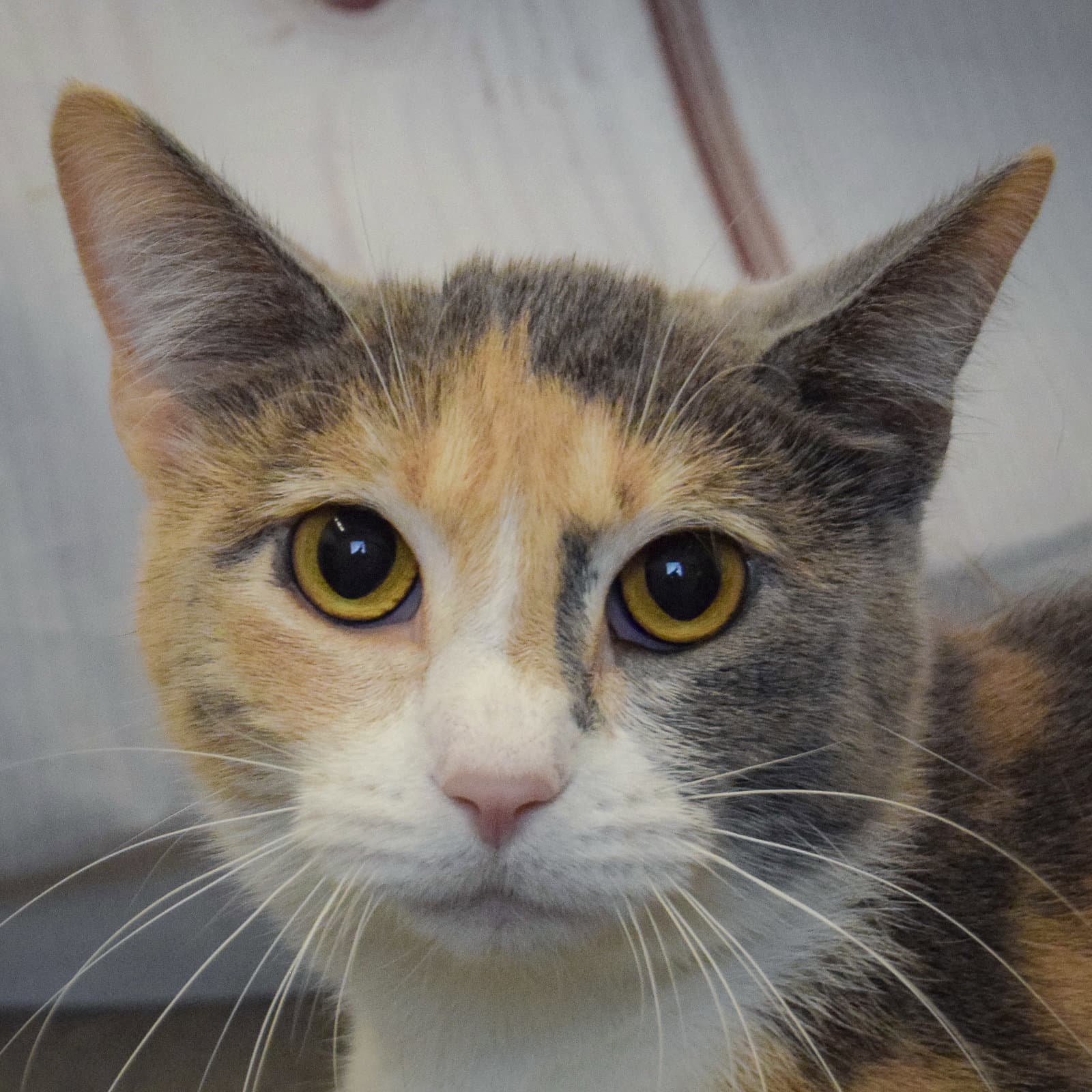 Lunar - Dilute Calico