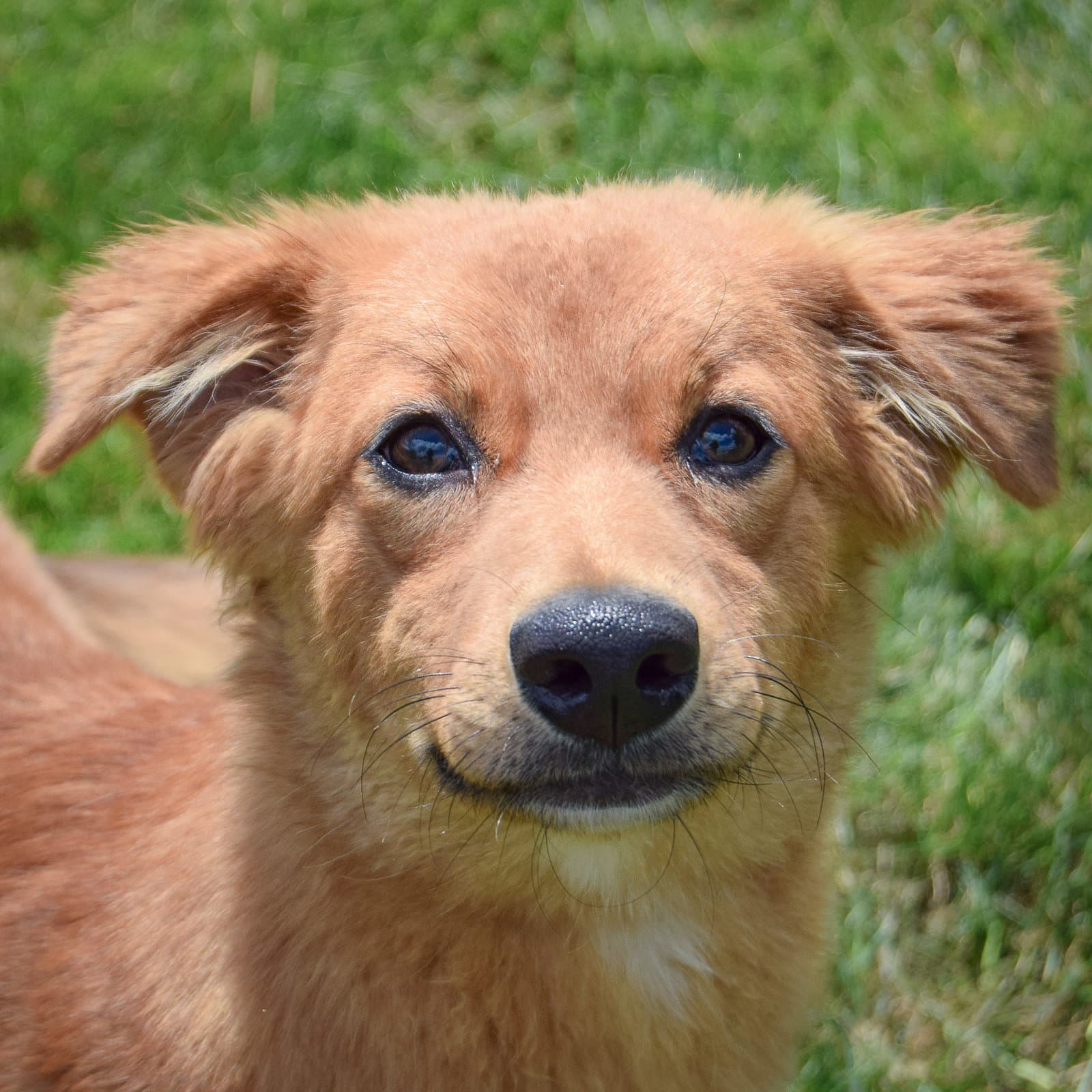 Chocolate - Golden Retriever