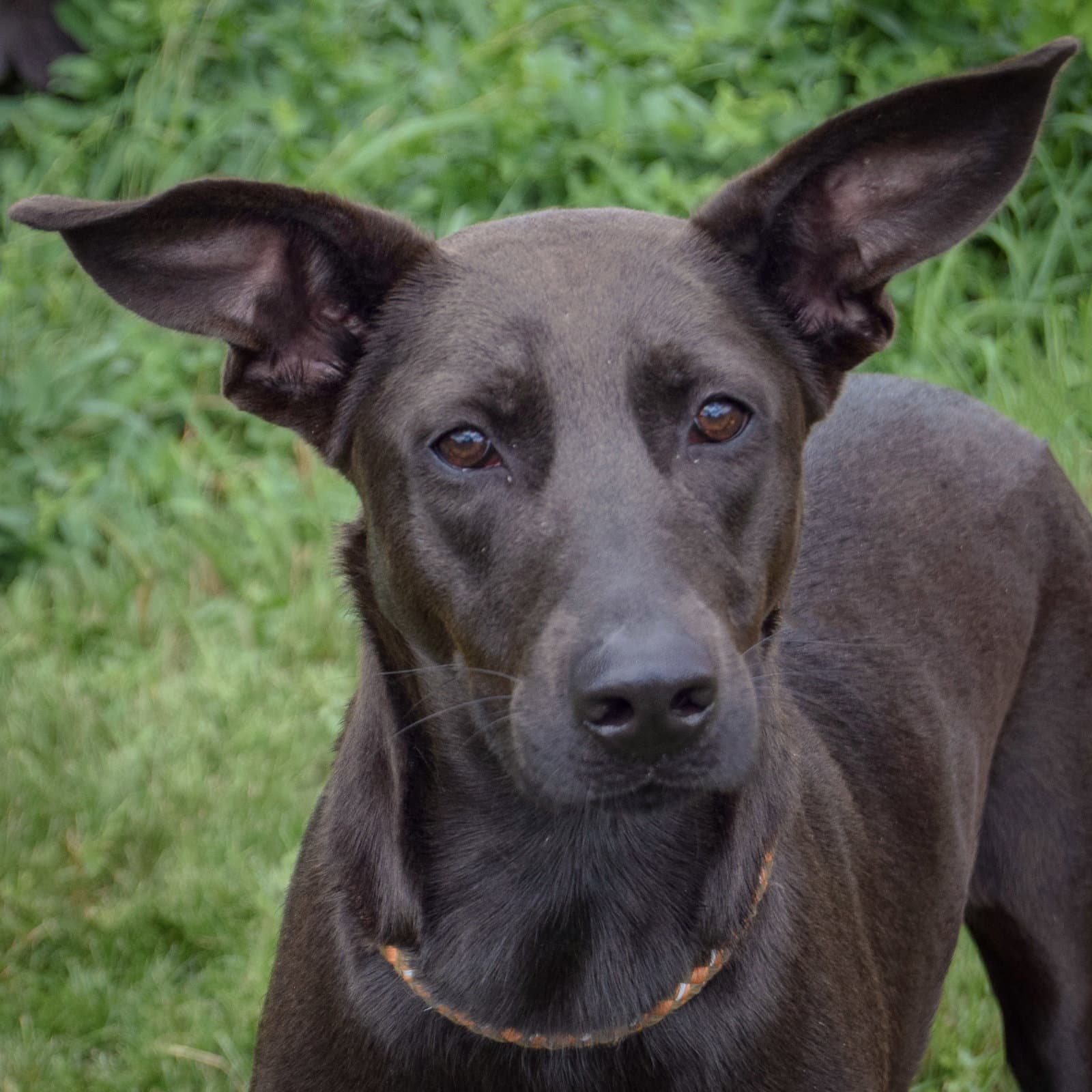 Hannah - Black Labrador Retriever