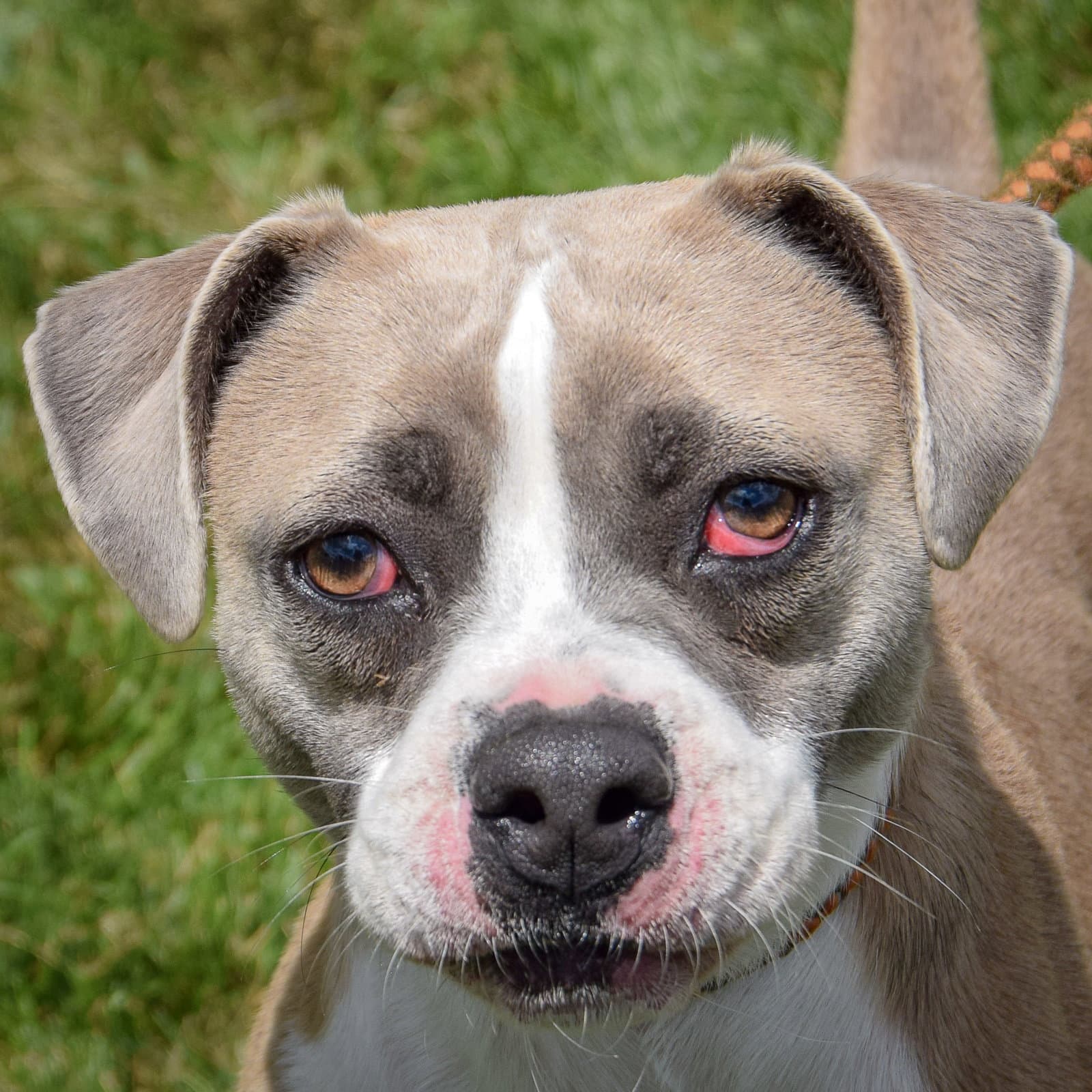 Sam - American Bulldog