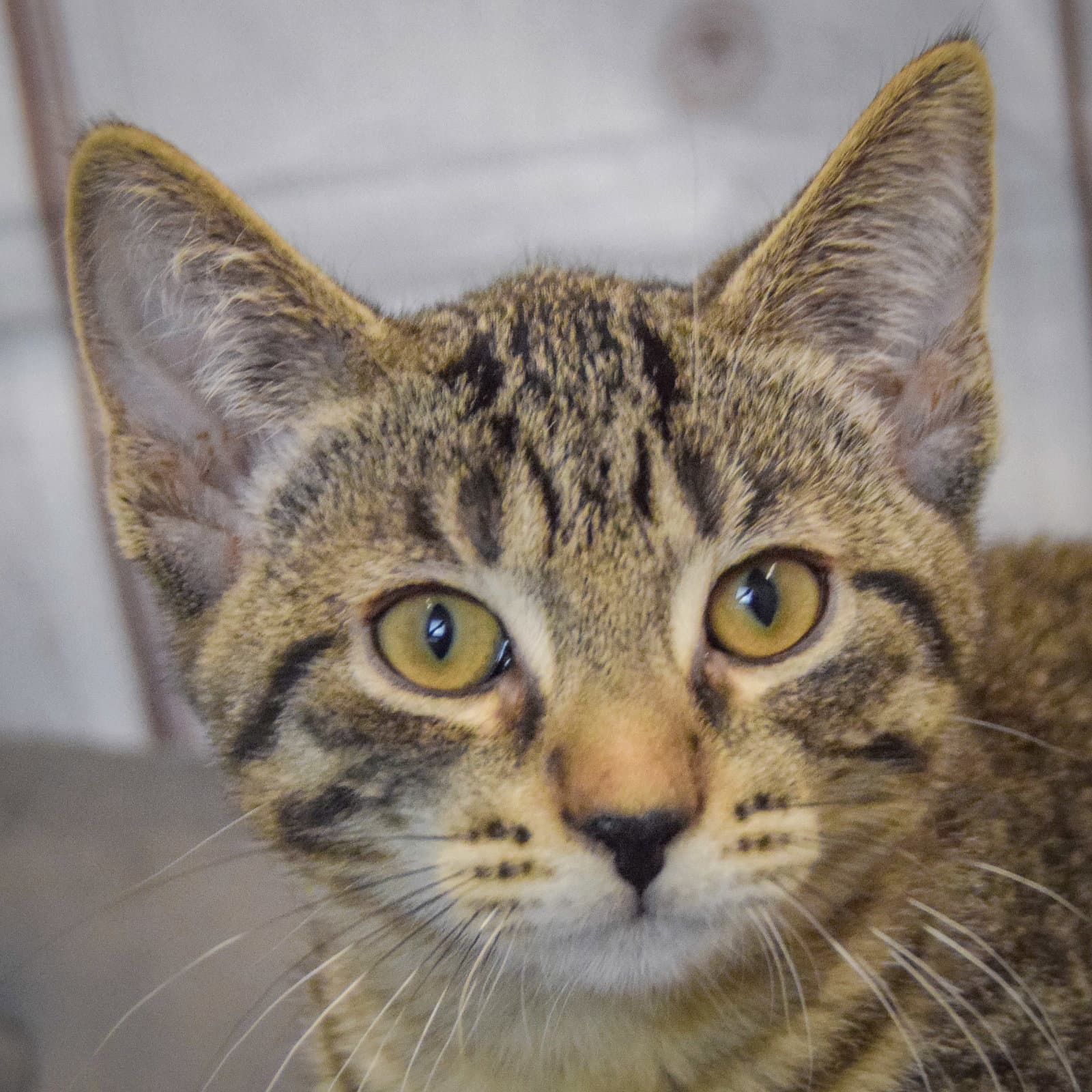 Apollo - Tabby