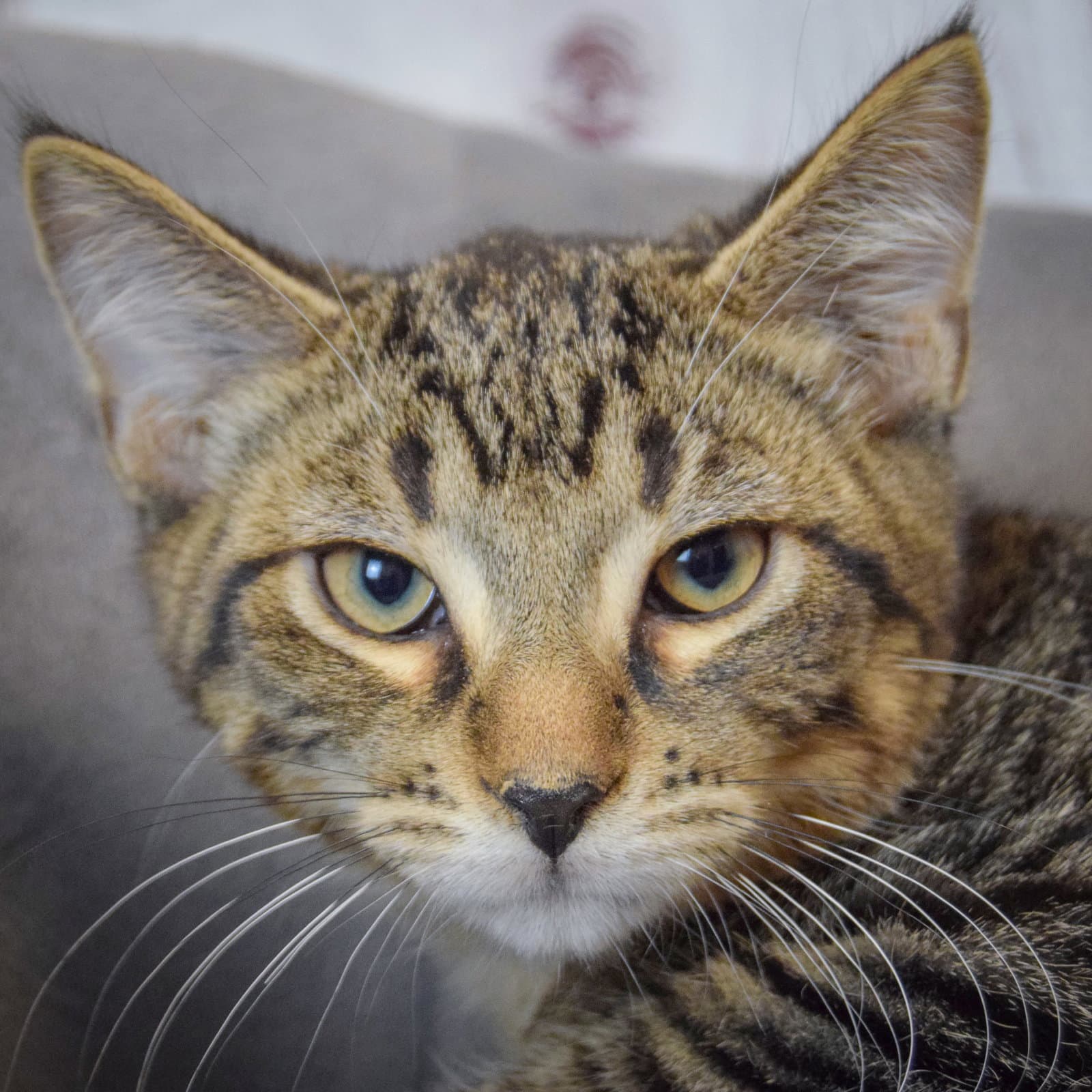 Ares - Tabby