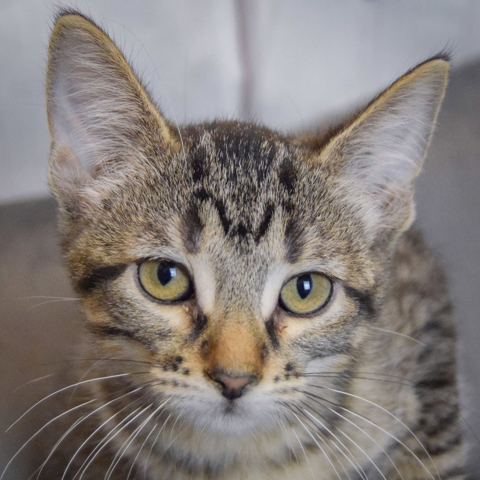 Artemis - Tabby
