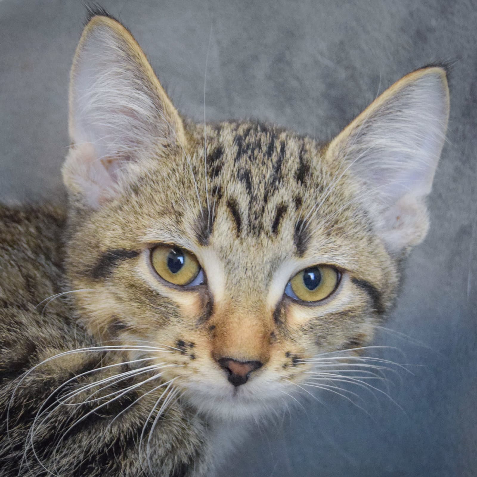 Athena - Tabby