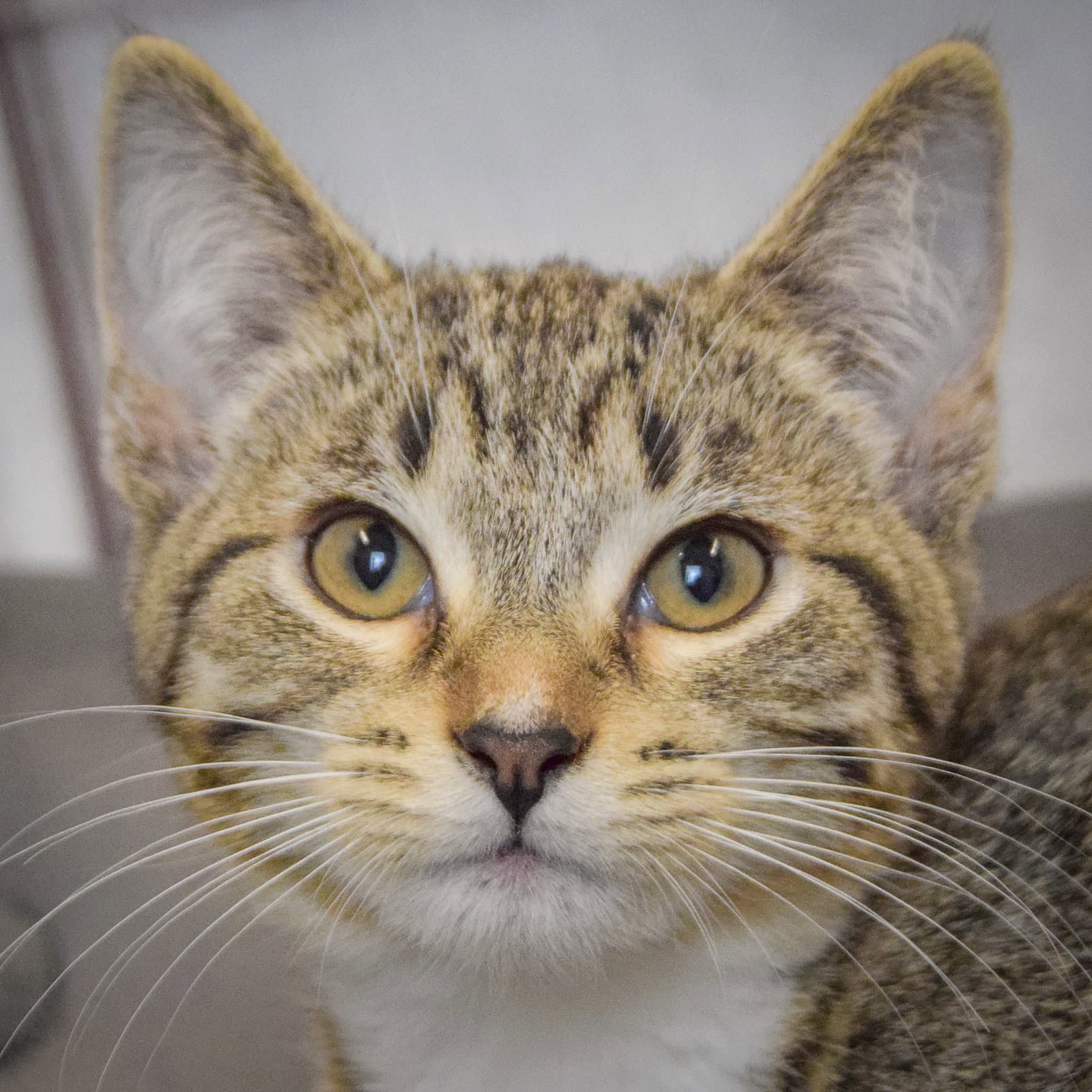 Hestia - Tabby