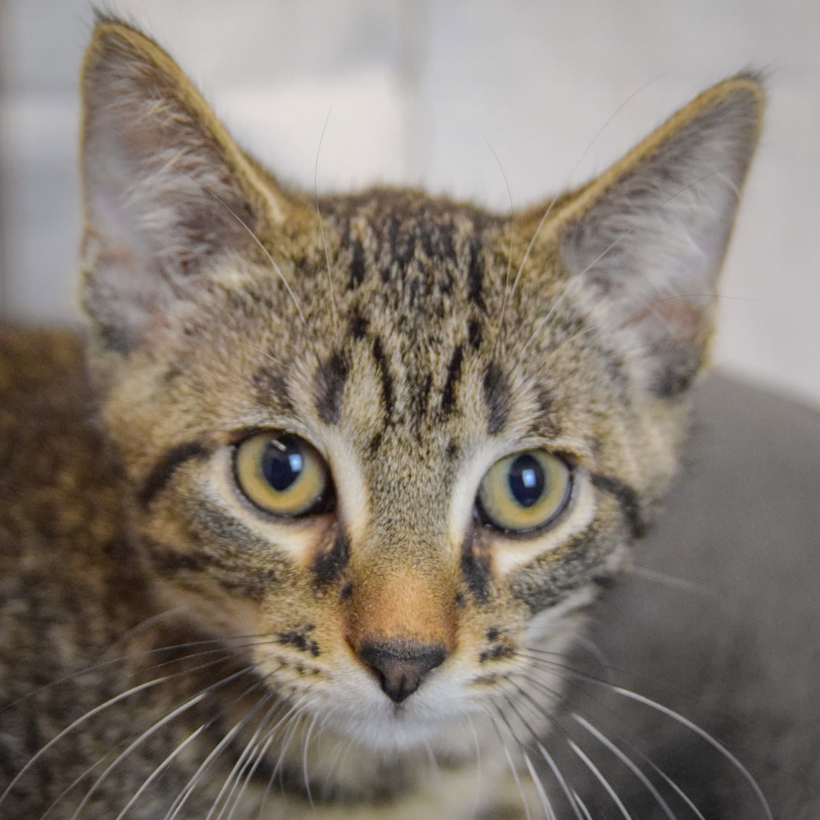 Poseidon - Tabby