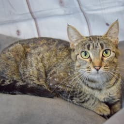 Molly image 2
