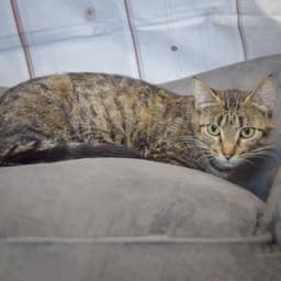 Molly image 3