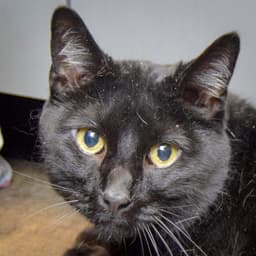 Milo image 1