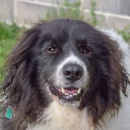 Rupert image 1