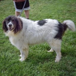 Rupert image 2