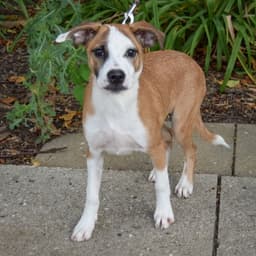 Hush Puppy image 2