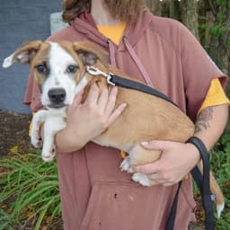 Hush Puppy image 3
