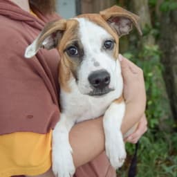 Hush Puppy image 4