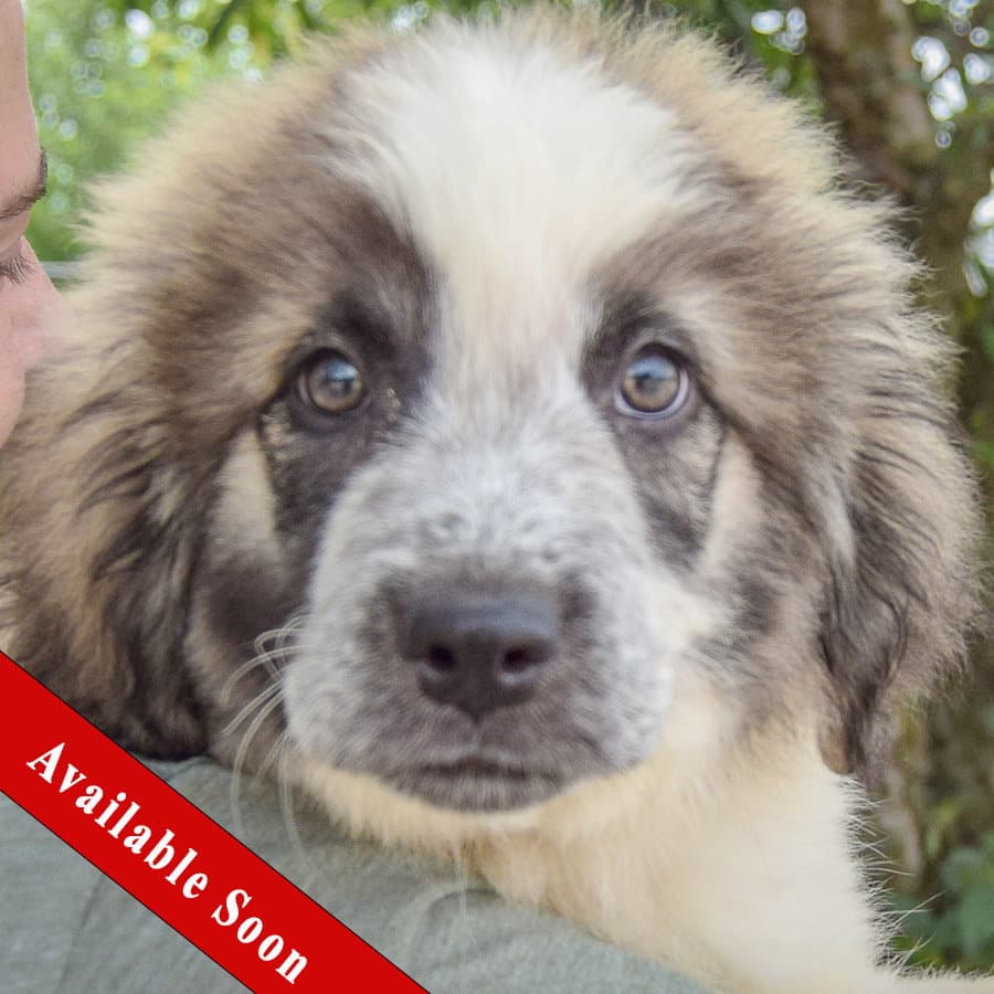 Oak - Great Pyrenees