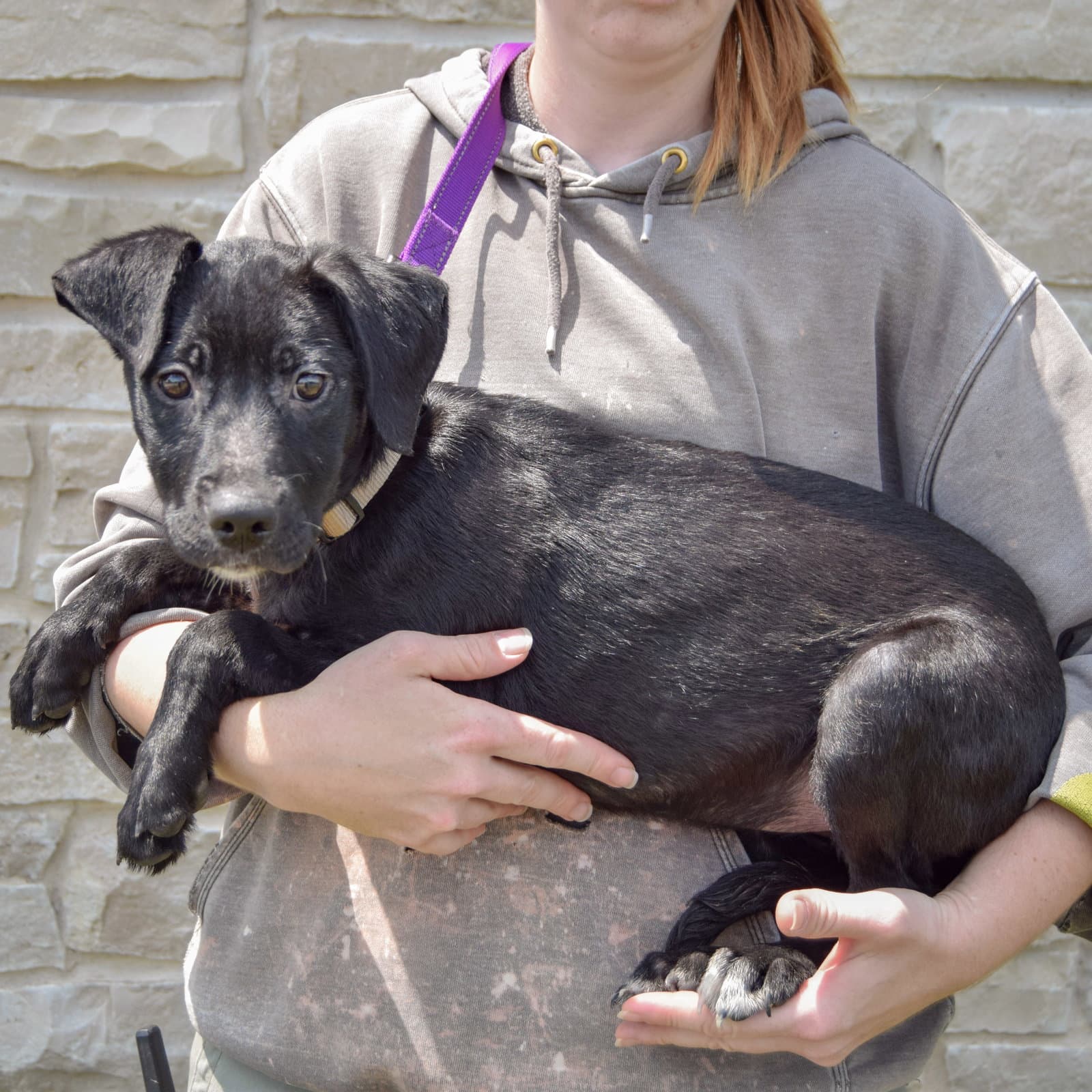 Crystal - Black Labrador Retriever