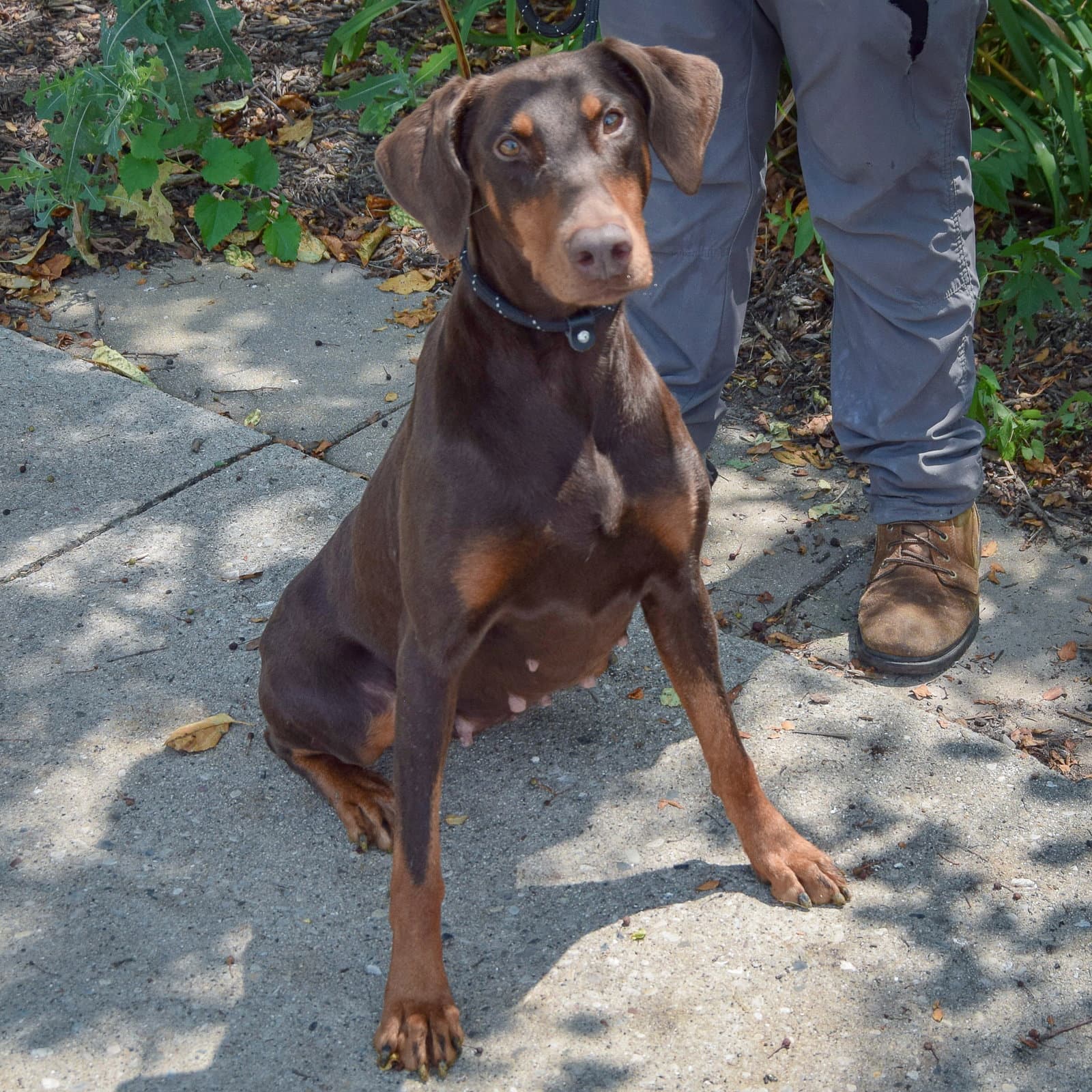 Carlita - Doberman Pinscher