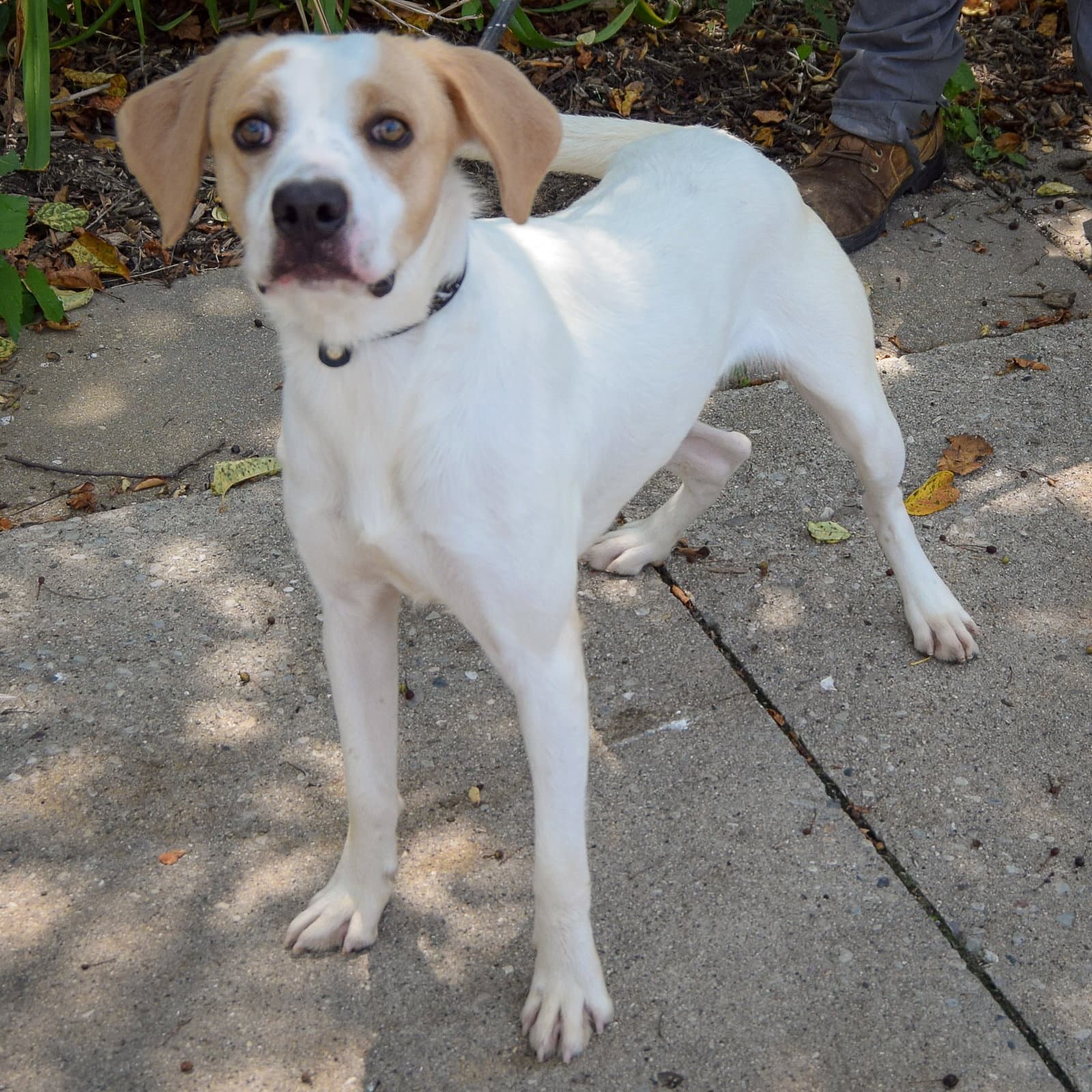 Clancy - Coonhound