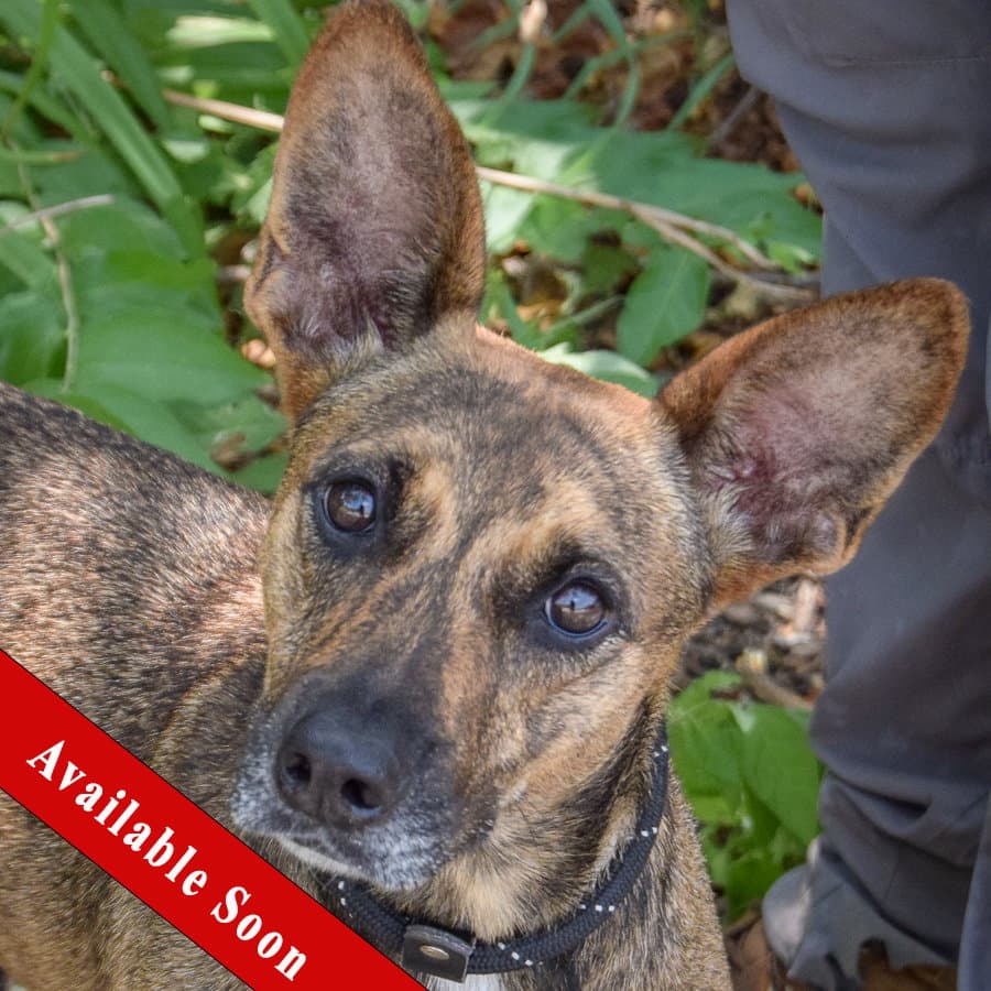 Maple - Dutch Shepherd