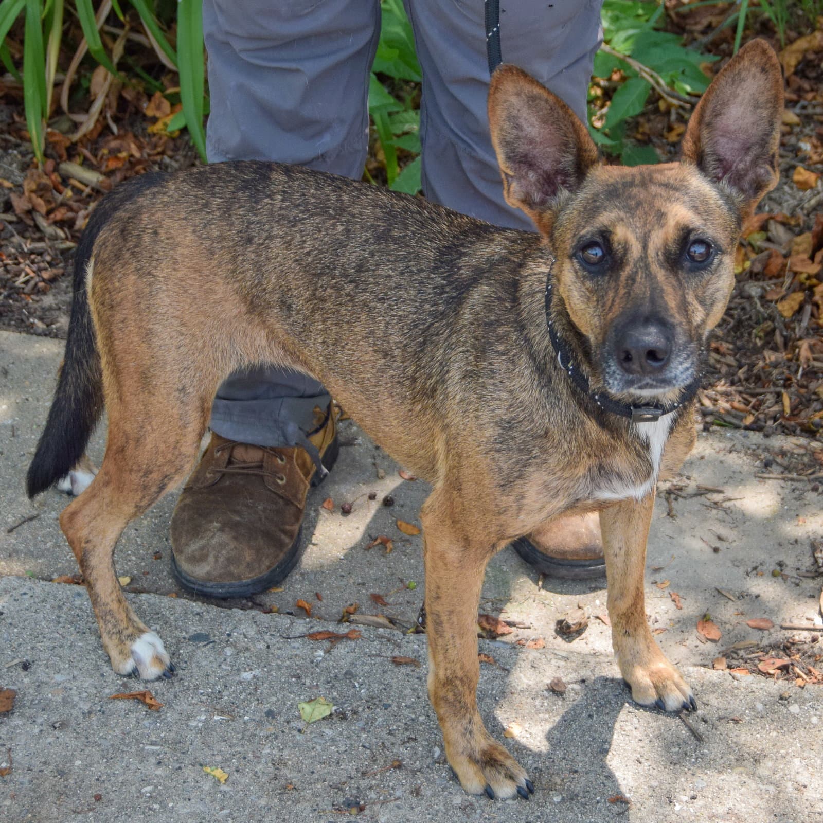 Maple - Dutch Shepherd