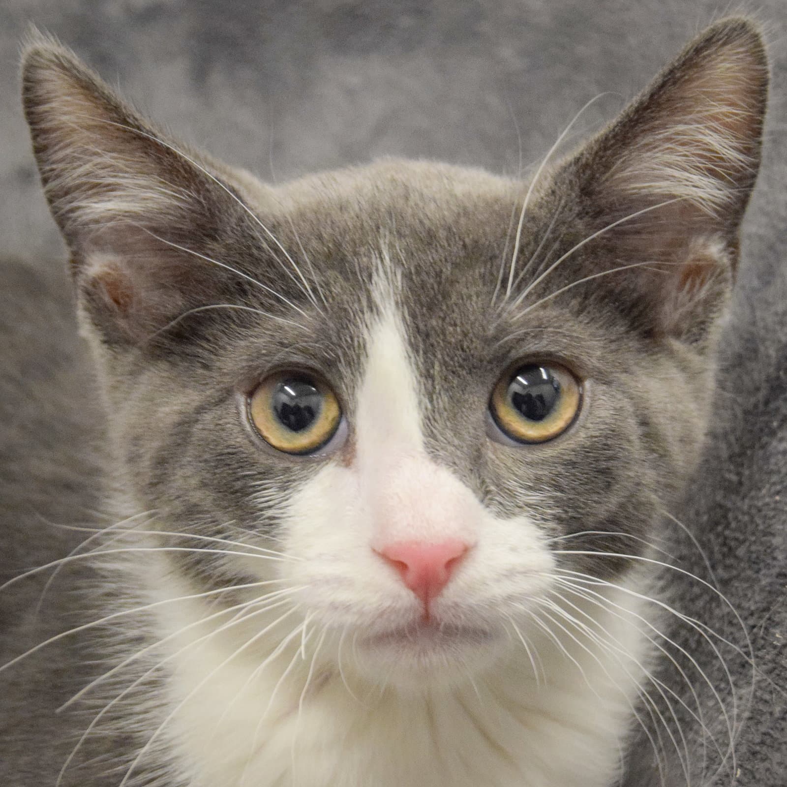 Pico - Tuxedo
