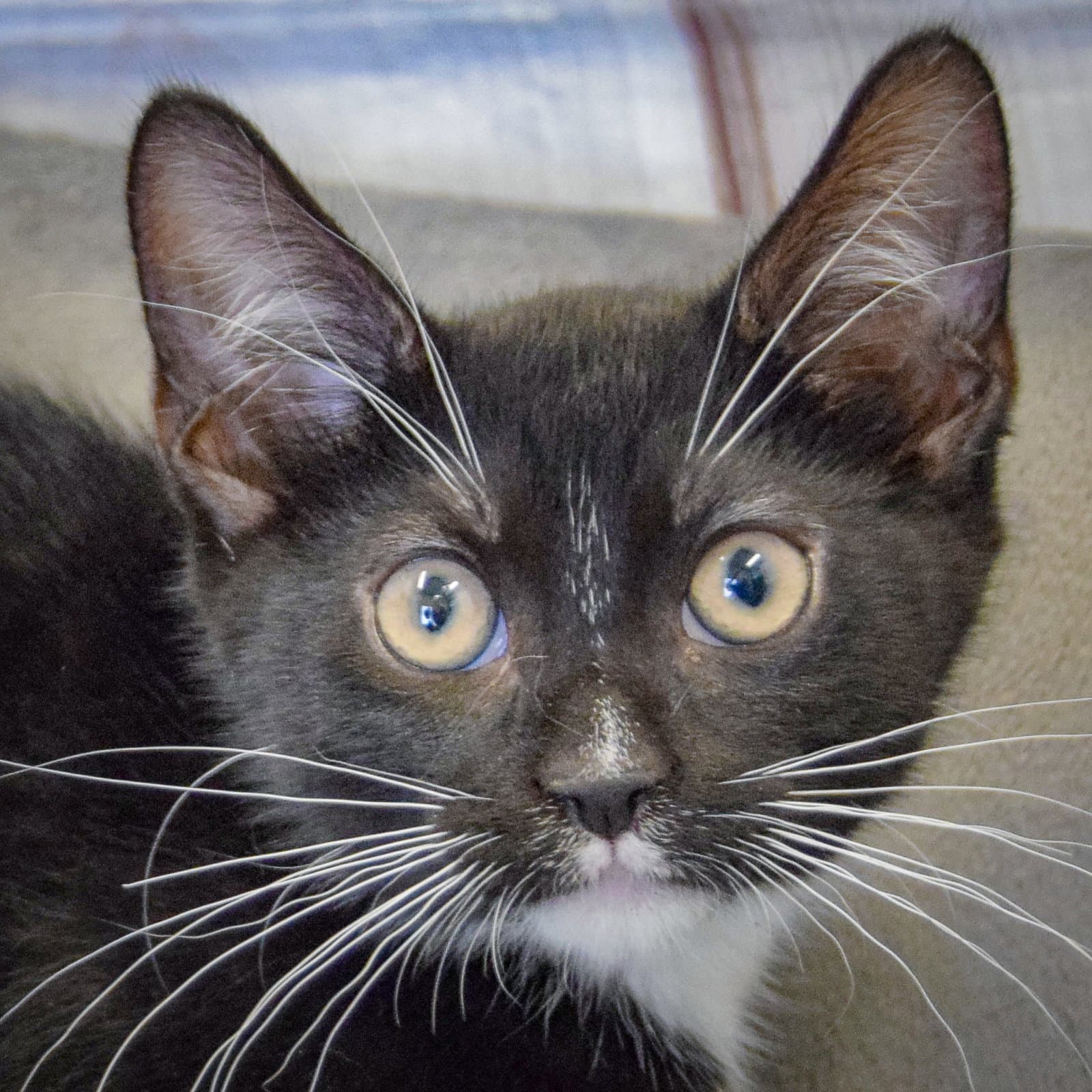 Queso - Tuxedo