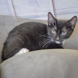 Queso image 3