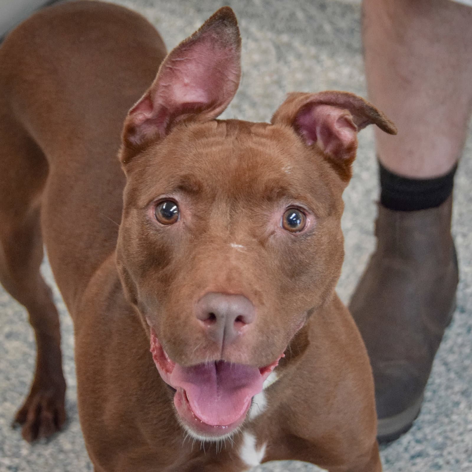 Mabel - American Staffordshire Terrier