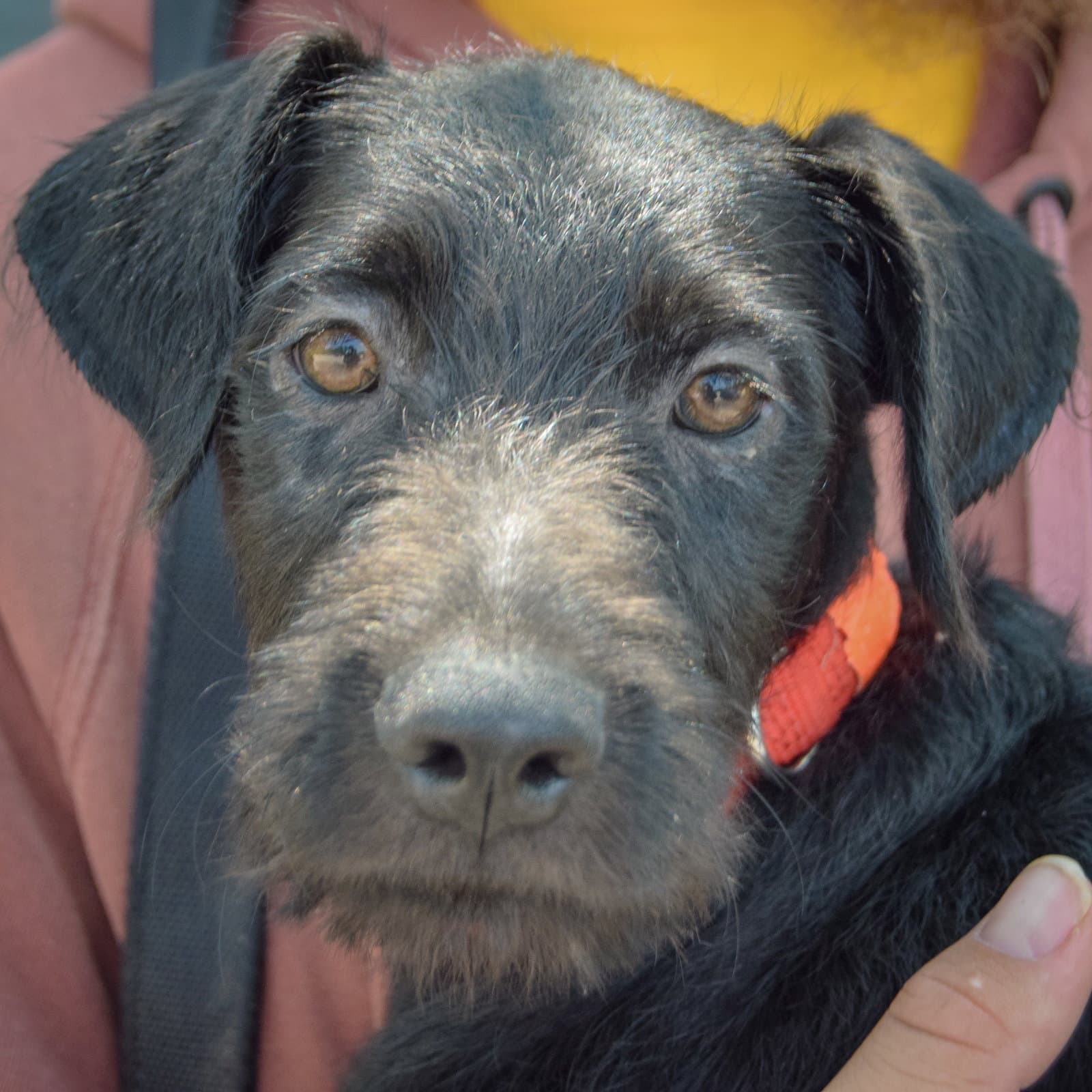 Zander - Poodle (unknown type)