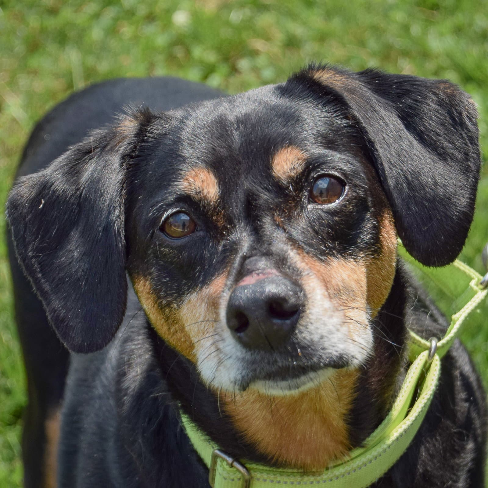 Vito - Doberman Pinscher