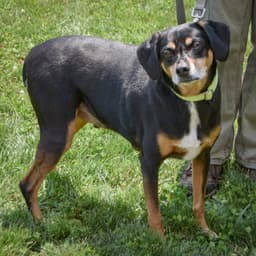 Vito image 2