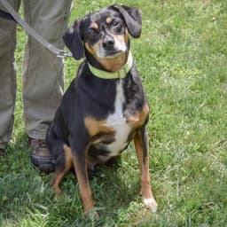 Vito image 3