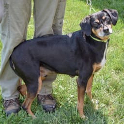 Vito image 4