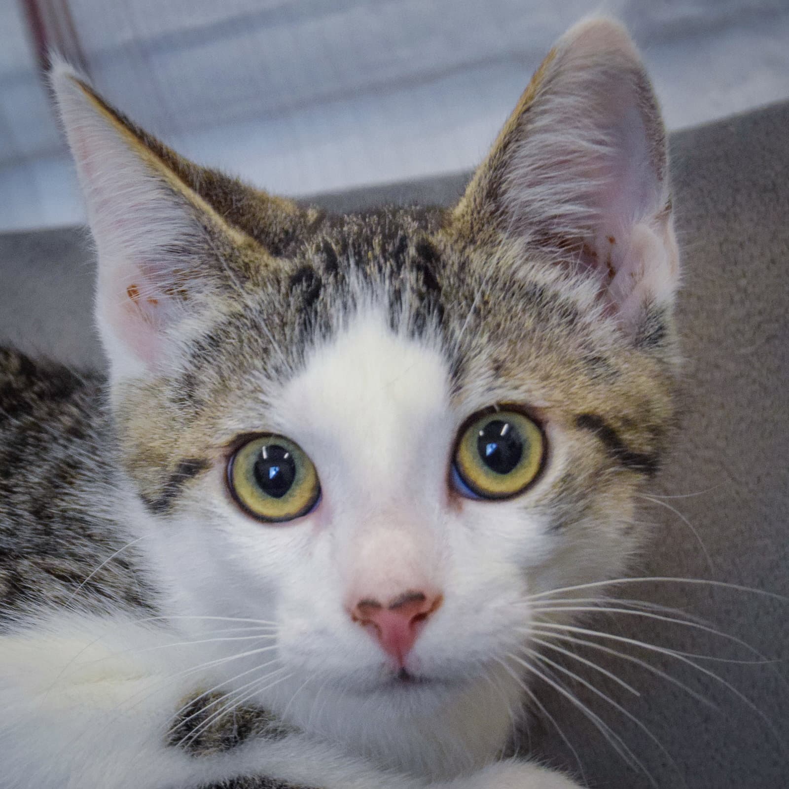 Dopey - Tabby