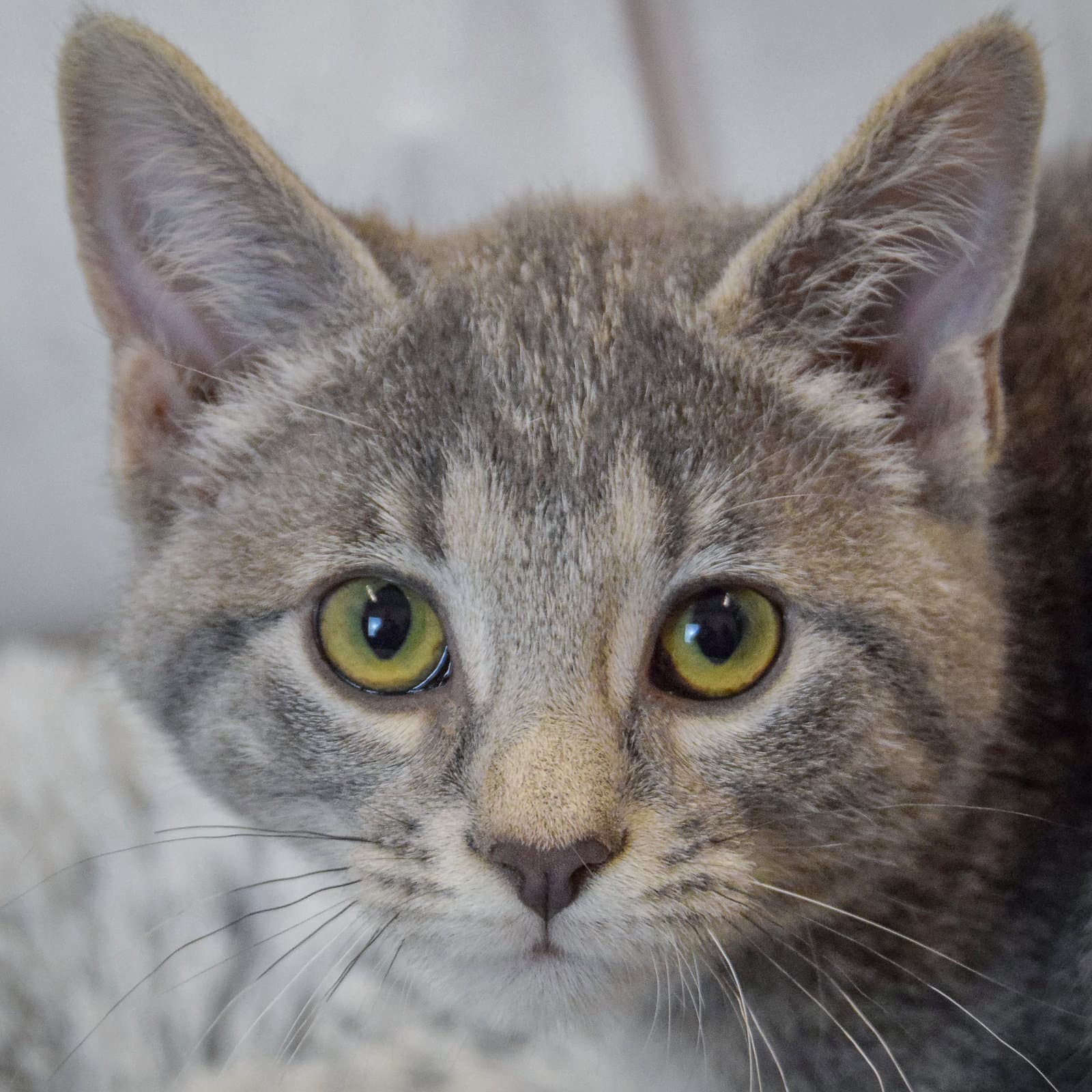 Baby Ruth - Tabby