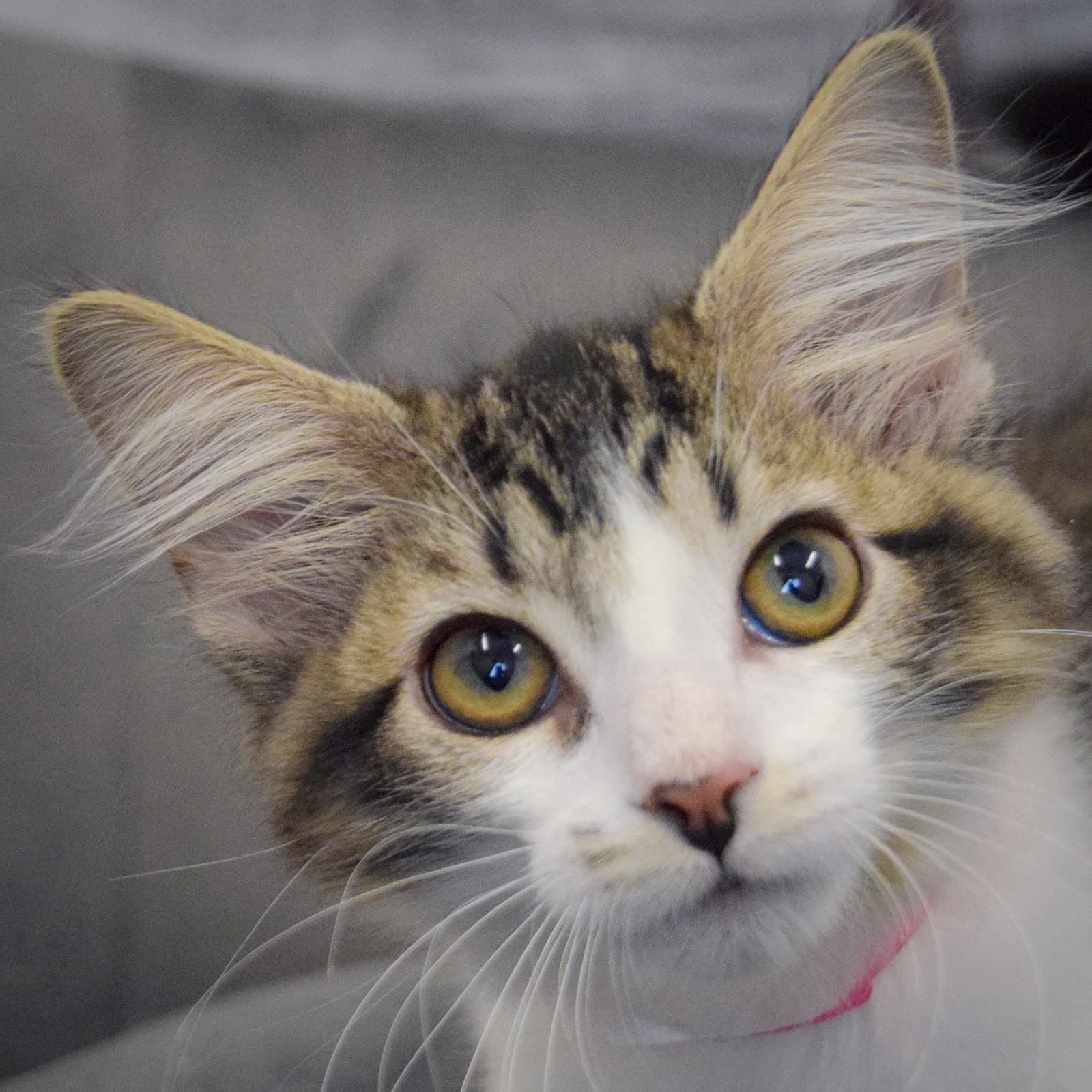 Milky Way - Tabby