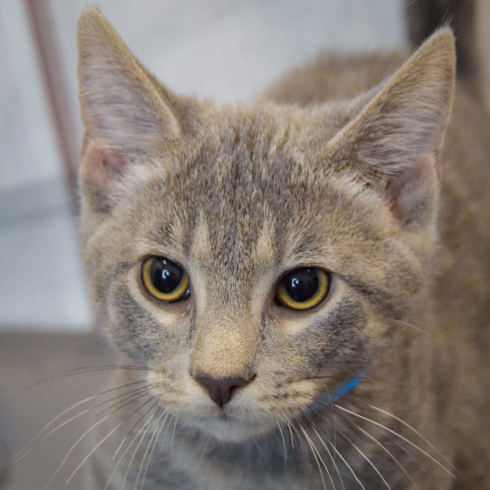 Mr Goodbar - Tabby